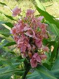 Elizabeth Ginger / Hedychium 